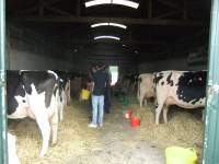 Busy dairy barn