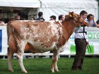 Marleycote Princess Jill 31 VG89