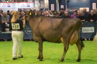 Priestland Tequilas Daisy Jane