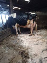 Priestland 5446 Shot J Rose EX96(4)