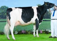Intermediate Heifer in Milk - Priestland 4934 Goldwyn Ambrosia