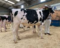 Priestland 6474 Solomon James Rose (HM Holstein Calf)