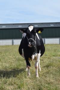 Priestland 4934 Goldwyn Ambrosia EX95