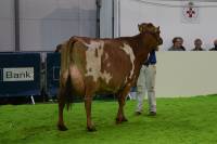 Sandyford Lucky Honey