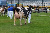 Priestland 4951 Shot Bedazzle EX93 - Supreme Champion