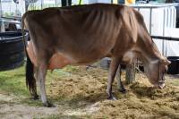 Bluegrass Bobs Jane Russell