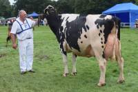 Priestland 4951 Shot Bedazzle EX95