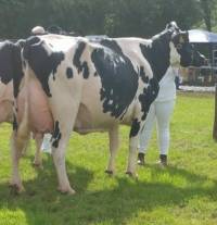 Priestland 4951 Shot Bedazzle