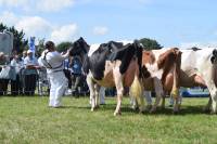 Thompsons Cow of the Year 2018