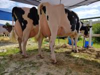 Priestland 5932 Sammy Dellia