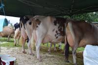 Omagh Show - Priestland Show Team