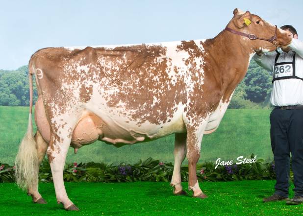 Dairy Shorthorn Champion UK Dairy Expo 2015