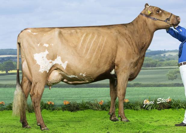 Sandyford Real Punch EX92(2)