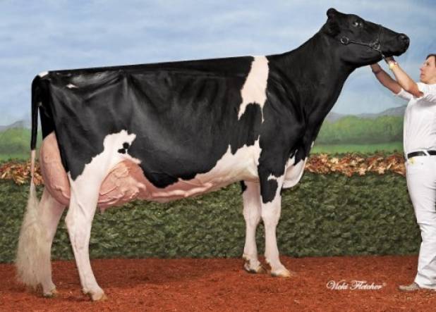 Drumlee Mischief Denison EX95