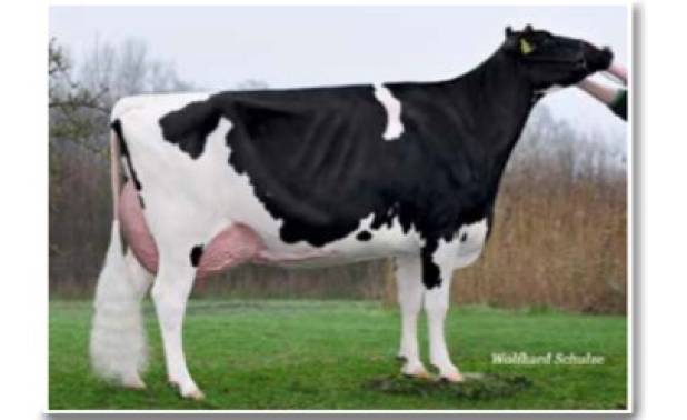 O'Kamila 48 VG87 2yr