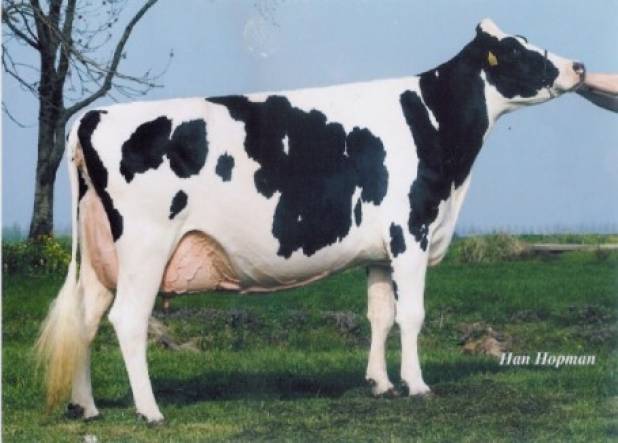 Bons-Holsteins Koba 152 EX92