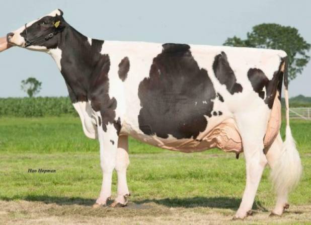 Bons-Holsteins Ella 158 EX94