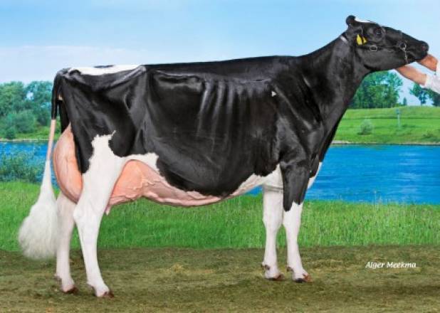 Bons-Holsteins Ella 192 EX93
