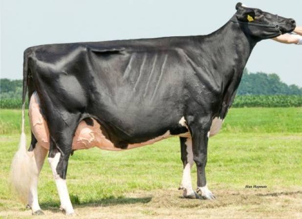 Bons-Holsteins Koba 191 EX94