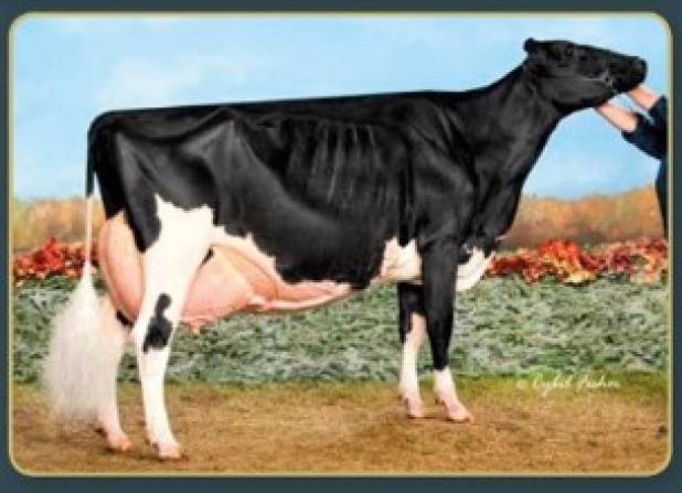 Jacobs Goldwyn Valana EX95-2E