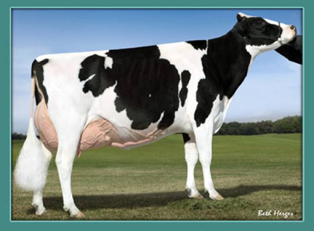 Harvue Dundee Foxy EX92(2E)