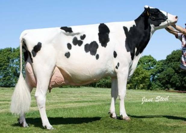 Hilltara Champion Maude EX95(3E) LP90 SP