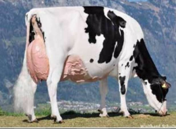 Decrausaz Iron O'Kalibra EX97 - grand-dam