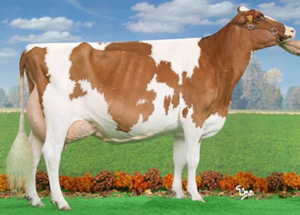 Mylene 547 EX94 96MS