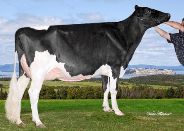 Pierstein Talent Ruby VG88