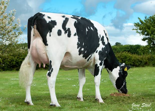 Priestland 4951 Shot Bedazzle EX95 (pictured as milking heifer)