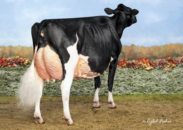 Rosiers Blexy Goldwyn EX97