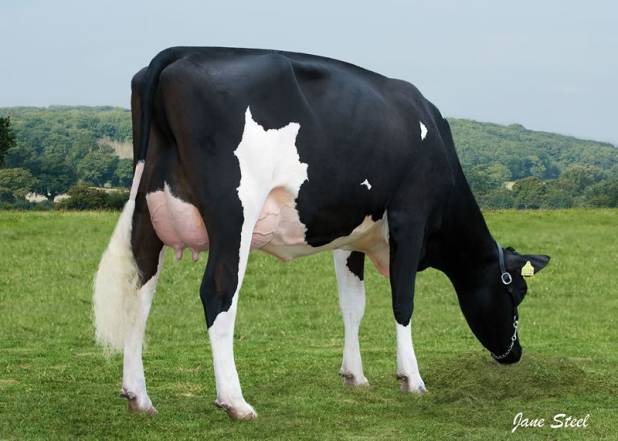 Sahara Talent Licorice 2 EX90