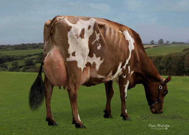 Sandyford Lucky Honey EX92