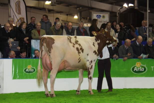 Sandyford Maple Clover VG86