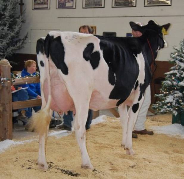 Sandy-Valley Go Firelite VG88 dam of Priestland 5076 Million G Firelite