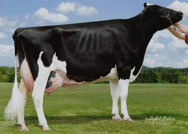 Scientific Roy Delicate EX91