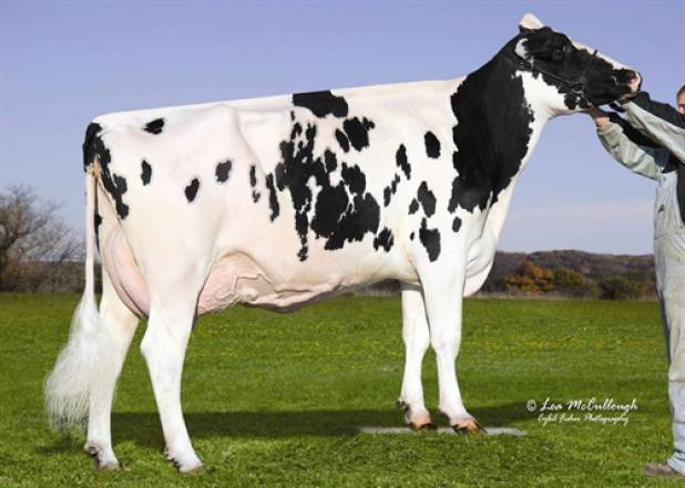 Whittier-CF Gold Laurel VG87