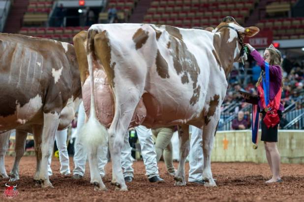 L-Maples Hvezda Calli Red EX94 USA