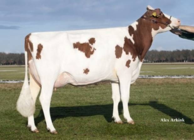 RR Rosedale Advent Rosy VG86