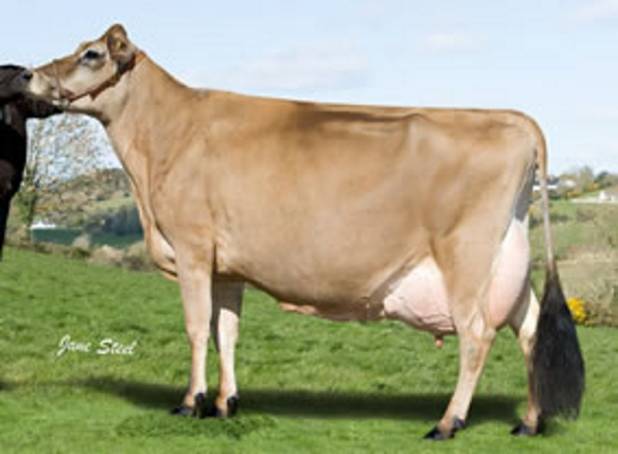 Grand-dam Potterswalls Paramount Glamour EX96