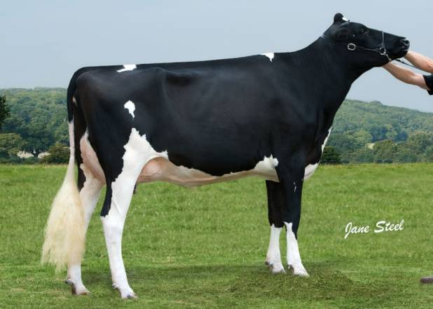 SAHARA ADVENT ENJOY VG87 (3RD DAM)