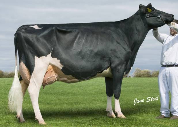 Priestland 5206 Goldwyn Delicate EX93