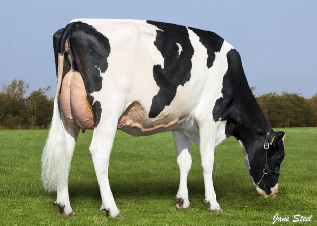 PRIESTLAND 6893 HANFORD BUDWEISER VG88