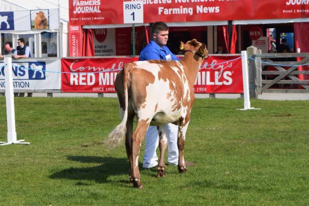 Sandyford Marlow Clover @ Balmoral Show