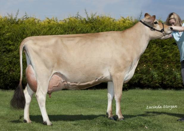 Bluegrass Simbas Snow White EX93