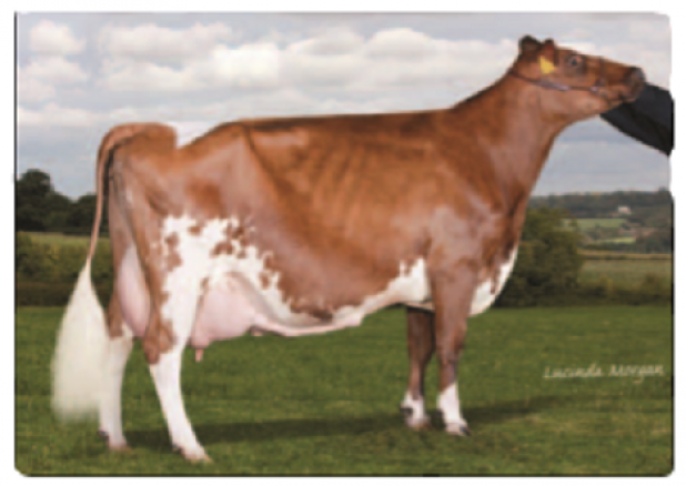 Middle Punchs Emerald Blend EX95(8E)