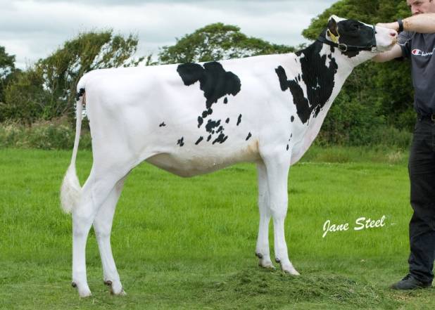 Pavime Million Paradise 1 VG87