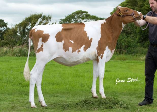 Pavime Special Red VG85
