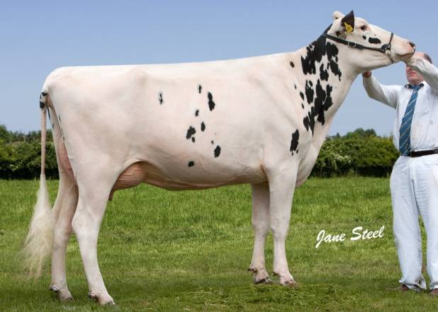 Priestland  5077 Milllion G Laurel EX92