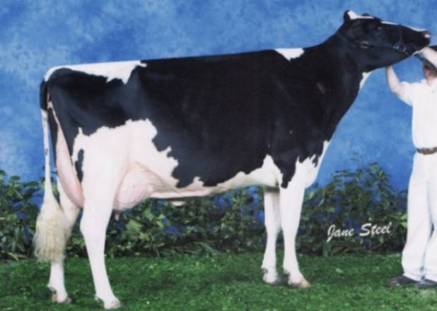 Hyclass Roy Anna EX94